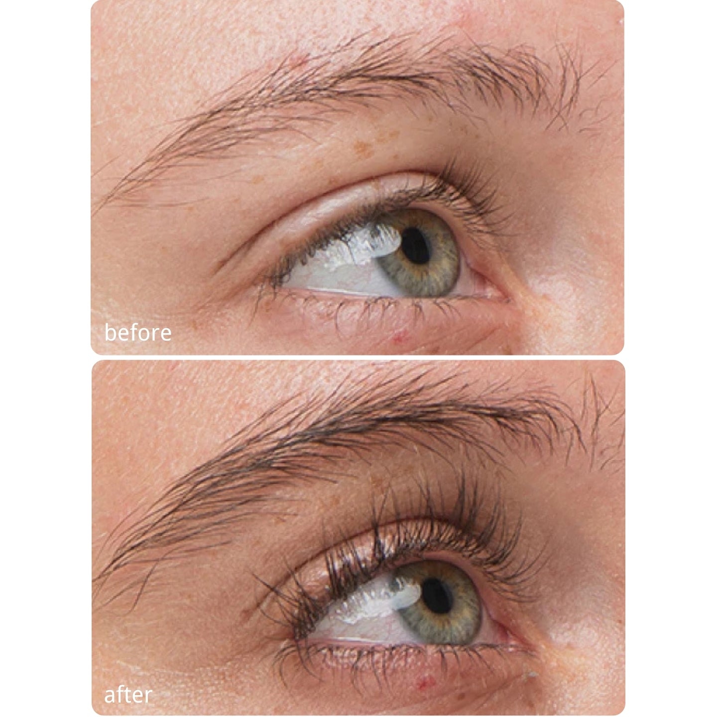 Lavonder Lash and Brow Wonder Bundle_before and after